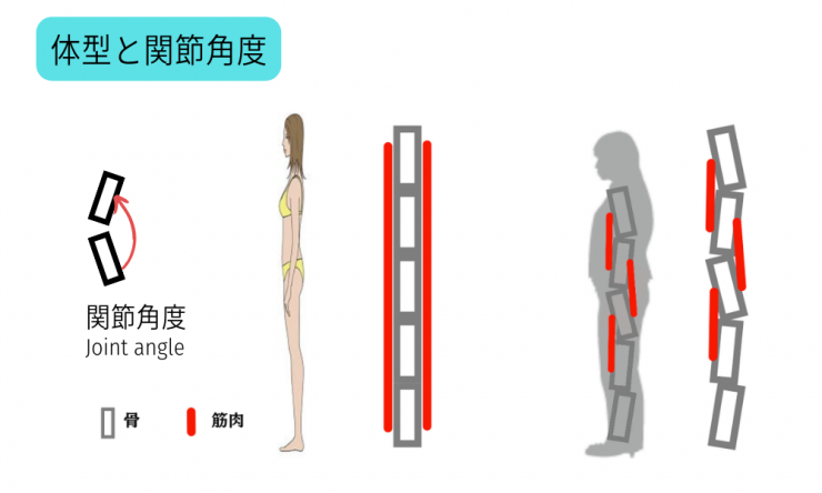 ボディメイクの体型と関節角度