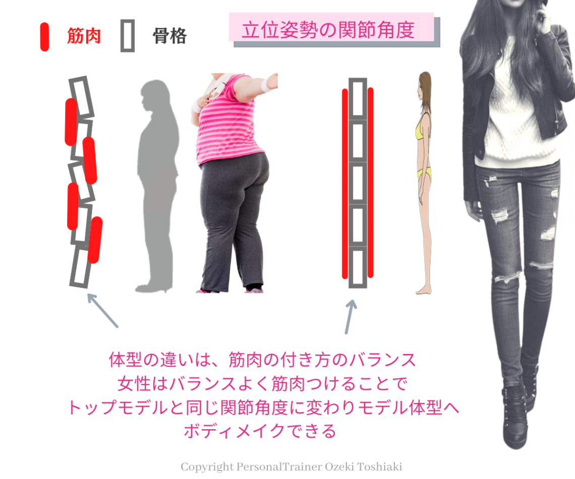 ファッションモデルと普通体型の女性の画像｜立位姿勢の関節角度｜体型の違いは、筋肉の付き方のバランスで、女性はバランスよく筋肉をつけることでトップモデルと同じ関節角度に変わりモデル体型にボディメイクできる